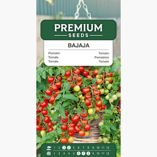 Pomodoro Bajaja - Ideale per balconi, 750 frutti da una pianta