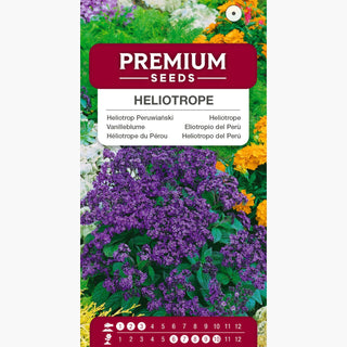 Eliotropio del Perù - Profumo di vaniglia in giardino - Heliotropium arborescens