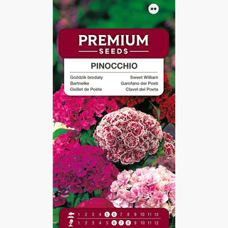 Garofano dei Poeti Nana - Pinocchio - Doppia Miscuglio - Fiori doppi in versione nana - Dianthus barbatus