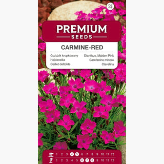 Garofanino minore - Carminio Rosso - Fiori rossi accattivanti - Dianthus deltoides