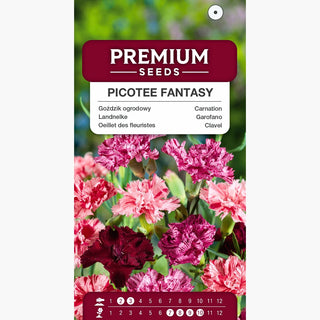 Garofano - Picotee Fantasy Miscuglio - Fantasia vivace di colori - Dianthus caryophyllus