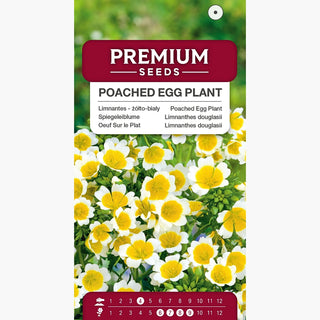 Limnanthes douglasii - Pianta mellifera a fioritura intensa - Limnanthes douglasii