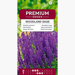 Salvia dei boschi - Produttore di miele e resistente alla siccità, facile da coltivare, fioritura profusa - Salvia nemorosa l.