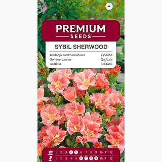Godezia - Sybil Sherwood - Fiori chiari ed eleganti con grandi campane - Godetia grandiflora