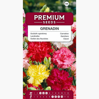 Garofano - Grenadin Miscuglio - Miscela dai toni intensi - Dianthus caryophyllus