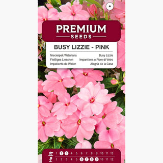 Impantiens o Fiore di Vetro - Rosa - Ideale per balconi e bordure - Impatiens walleriana