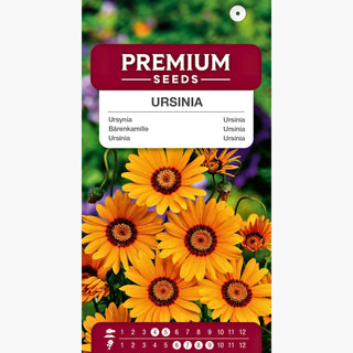 Ursinia - Bassa e compatta pianta annuale - Ursinia anethoides