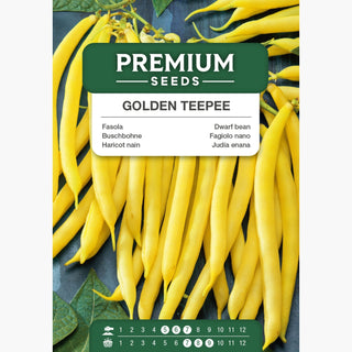 Fagiolo nano Golden Teepee - Gusto incredibile! baccelli carnosi e senza filo!