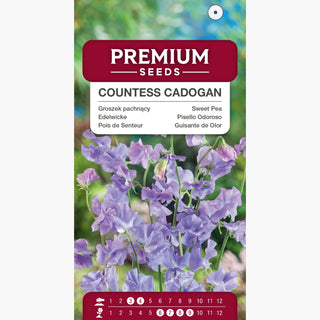 Pisello Odoroso - Countess Cadogan - Fiori dal tono delicato e fresco - Lathyrus odoratus