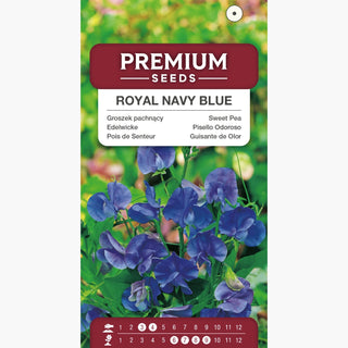 Pisello Odoroso - Royal Navy Blue - Fiori scuri e bellissimi per aiuole - Lathyrus odoratus