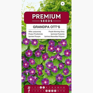Ipomoea Purpurea - Grandpa Ott's - Grandi fiori e splendide foglie a forma di cuore - Ipomoea purpurea