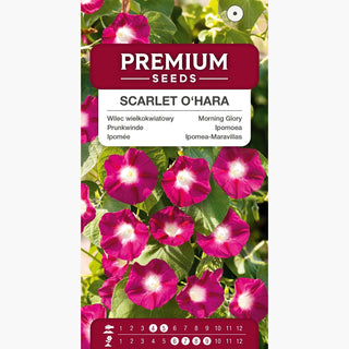 Ipomoea - Scarlet O'Hara - Tocco romantico in giardino - Ipomoea nil