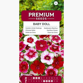 Garofano Cinese - Baby Doll Miscuglio - Set assortito di garofani cinesi dai colori vivaci - Dianthus chinensis var. heddewigii