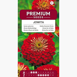 Zinnia fior di Dalia Jowita - Fiori alti e intensamente rossi, per bordure e fiori recisi - Zinnia elegans