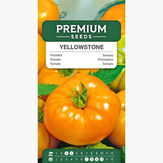 Pomodoro Yellowstone - Frutti molto saporiti e aromatici, facile da coltivare