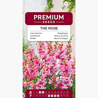 Bocca di Leone - The Rose - Grappoli abbondanti di fiori, super belli! - Antirrhinum majus maximum