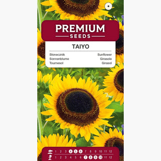 Girasole - Taiyo - Crescita maestosa, bellissimo sfondo per bordure, ideale per bouquet - Helianthus annuus