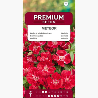Godezia - Meteor - Effetto rosso carminio intenso - Godetia grandiflora
