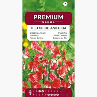 Pisello Odoroso - Old Spice America - Lungo periodo di fioritura, rampicante ornamentale - Lathyrus odoratus