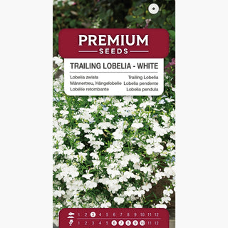 Lobelia pendente - Bianco - Elegante decorazione per terrazze e balconi - Lobelia pendula