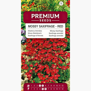 Saxifraga arendsii - Rosso - Sempreverde, perfetta per giardini rocciosi - Saxifraga arendsii