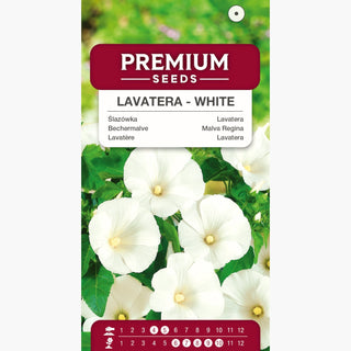 Malva Regina - Bianco - Fiori splendenti dall’estate all’autunno - Lavatera trimestris