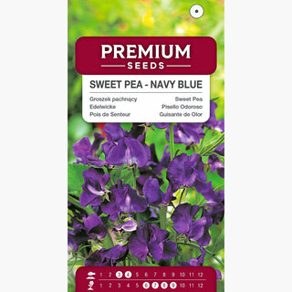Pisello Odoroso - Blu Scuro - Fiori belli che attirano le farfalle - Lathyrus odoratus