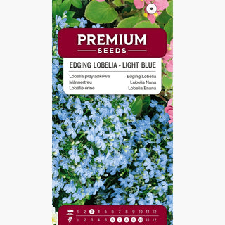 Lobelia Nana - Azzurro Chiaro - Ravviva le composizioni con una tonalità pastello - Lobelia erinus