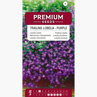 Lobelia pendente - Viola - Abbondante fioritura e lunga durata - Lobelia pendula