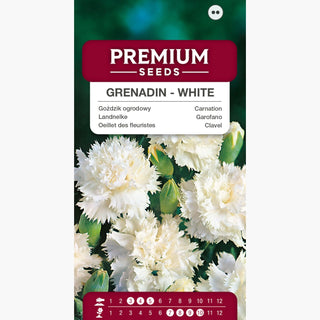 Garofano - Grenadin White - Resistente alle condizioni variabili - Dianthus caryophyllus