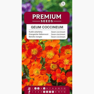 Geum coccineum - Gioiello rosso vivo delle aiuole - Geum coccineum