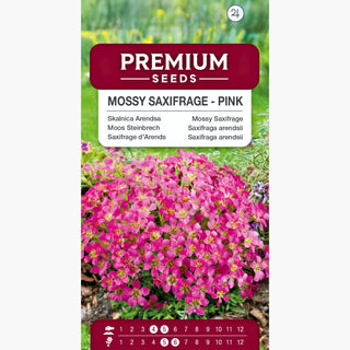 Saxifraga arendsii - Rosa - Resistente e longeva, ideale per bordure - Saxifraga arendsii