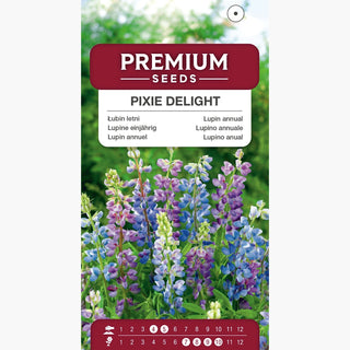 Lupino annuale - Pixie Delight - Fioritura abbondante per tutta l’estate - Lupinus hartwegii