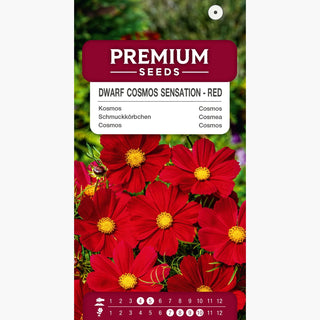 Cosmea Sensation Nana - Rosso - Facile da coltivare, ideale per bordure e bouquet - Cosmos bipinnatus