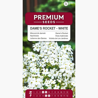 Viola matronale - Bianco - Rifugio per farfalle e api - Hesperis matronalis