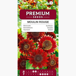 Girasole Moulin Rouge - Trasformazione istantanea delle bordure! - Helianthus annuus