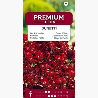 Garofano dei Poeti - Dunetti - Varietà intensa per composizioni classiche - Dianthus barbatus