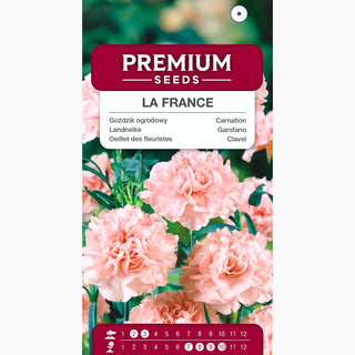 Garofano - La France - Rosa delicata a petali pieni - Dianthus caryophyllus