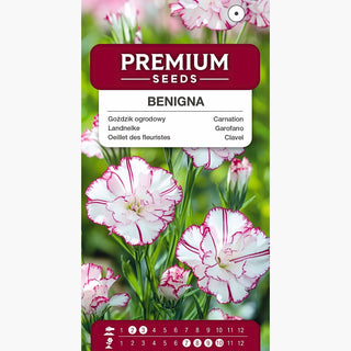 Garofano - Benigna - Varietà ideale per fiore reciso - Dianthus caryophyllus