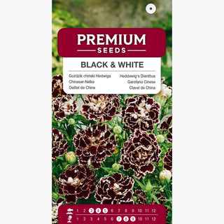 Garofano Cinese - Black & White - Garofano cinese elegante a due colori - Dianthus chinensis var heddewigii