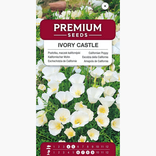 Escolzia della California - Ivory Castle - Composizione estetica e perfetta per il giardino - Eschscholzia californica