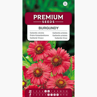 Gaillardia aristata - Burgundy - Colore intenso e fioritura prolungata - Gaillardia aristata
