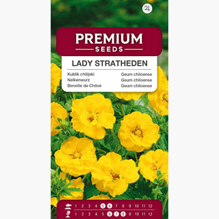 Geum chiloense - Lady Stratheden - Geum elegante da giardino - Geum chiloense