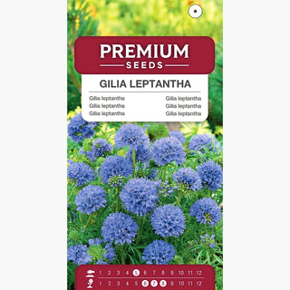 Gilia leptantha - Fiori grandi in delicate tonalità - Gilia leptantha