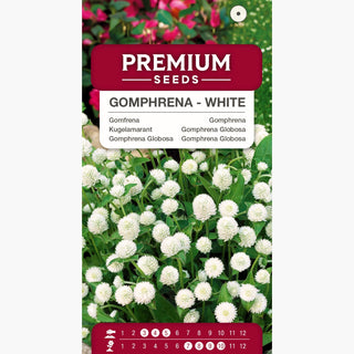 Gomphrena Globosa - Bianco - Bianco delicato per composizioni floreali - Gomphrena globosa