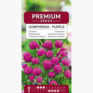 Gomphrena Globosa - Porpora - Fiori sferici in tonalità porpora - Gomphrena globosa