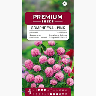 Gomphrena Globosa - Rosa - Rosa romantica per aiuole e vasi - Gomphrena globosa