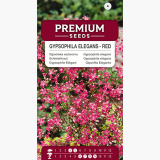 Gypsophila elegans - Rosso - Rosso intenso per aiuole - Gypsophila elegans