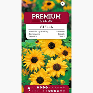 Girasole - Stella - Accento unico per giardini rustici - Helianthus debilis
