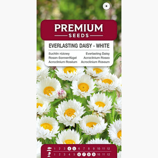 Acroclinium Roseo - Bianco - A lunga fioritura e decorativo da essiccato - Helipterum roseum